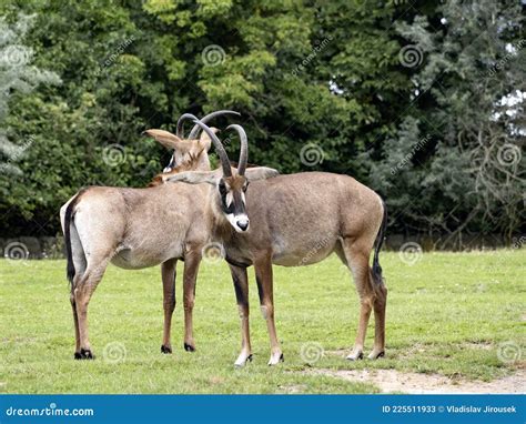 The Two Female Roan Antelope Hippotragus Equinus Standing On Pasture