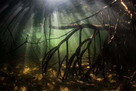 Underwater Forest Is An Ancient Fairy World Found Just Off The