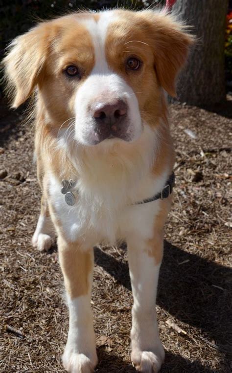 You'll need to get your new pup set up with a veterinarian, start housebreaking and have a plan to spend a good amount of time home with them (in the beginning).supplies will also be a huge first requirement. Golden Collie (Border Collie X Golden Retriever Mix ...