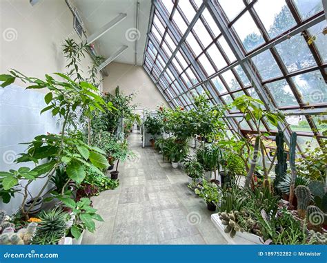 Interior Of Conservatory Or Greenhouse With Various Plant Species Stock