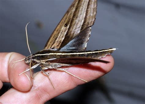 Elibia Dolichus Sphingidae Borneo Crocker Range Nationa Flickr