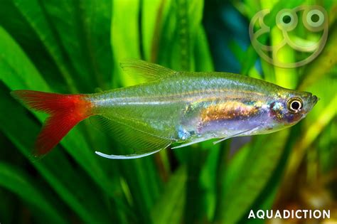 Glass Bloodfin Tetra Prionobrama Filigera Fish Profile And Care Guide
