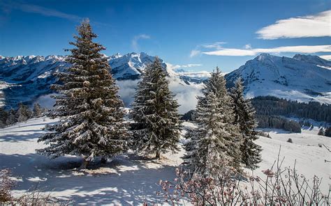 Spruce Mountains Snow Snowy Hd Wallpaper Peakpx