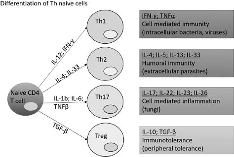 Differentiation Of Th Na Ve Cells There Are Subtypes Of T Helper Download Scientific Diagram