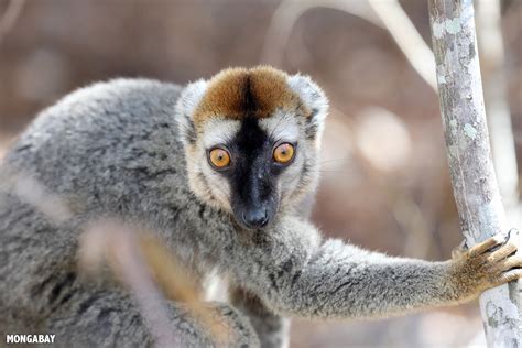Lemurs Of Madagascar Gone App