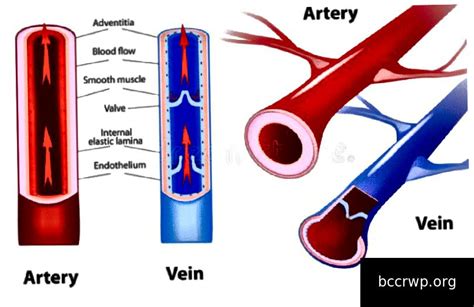 Apa Perbedaan Pembuluh Darah Arteri Vena Dan Kapiler Ini Ciri Ciri