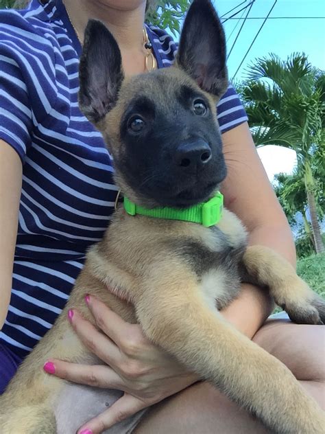 Hi everyone, this is hercules, my 4 month belgian malinois doing some training in obedience, blind search and protection. 2 month old Belgian malinois | Belgian malinois puppies ...