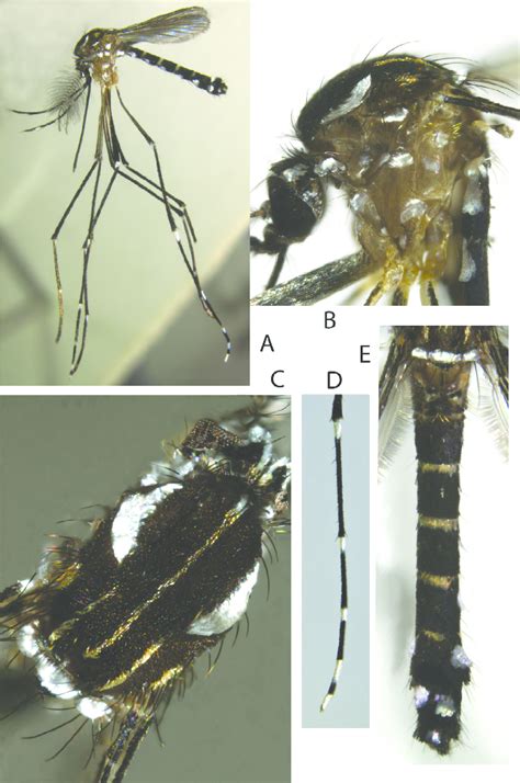 Stegomyia Pia N Sp Adults A A Male Lateral View B Thorax Of A