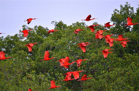 Flocks Of Scarlet Ibis About To Roost In The Caroni Swamp Flickr