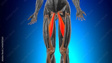 Adductor Longus Muscle Anatomy For Medical Concept 3d Stock