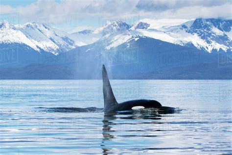 An Orca Whale Killer Whale Orcinus Orca Surfaces Near Juneau Lynn