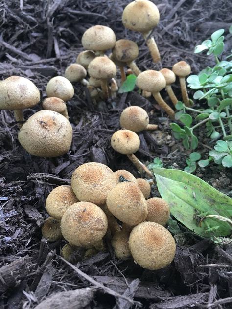 Mushroom Id Western Nc Mushroom Hunting And