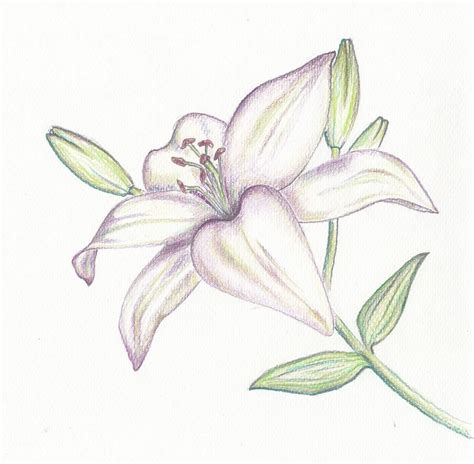 Drawing Using Coloured Pencil Lilies Drawing Flower Drawing Pencil