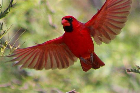 Flying Red Bird