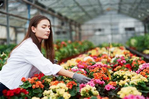 Many Of Plants Female Worker Taking Care Of Flowers In The Greenhouse Stock Image Image Of