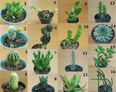 Cacti Guide Types Of Succulents Cacti And Succulents Planting