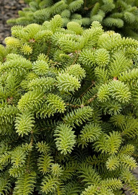 The softly textured leaves are shown off to best effect when multiple plants are grown together. 26 best Unusual Dwarf Evergreens images on Pinterest ...