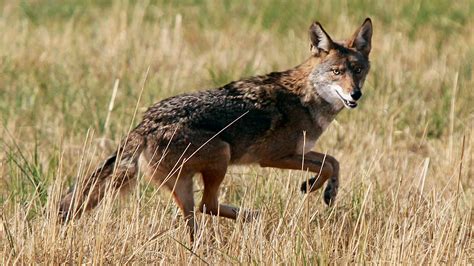 Arizona Commission Votes To Ban Coyote Killing Competitions