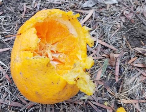 Family owned company with over 45 years of experience. Discourage Garden Rats | Thrasher Termite & Pest Control