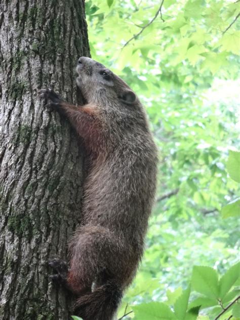 Mammals Of North Carolina