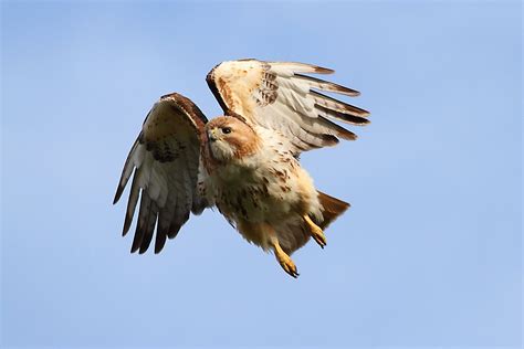 Red Tailed Hawks Of Wexford Red Tailed Hawks Male And Female All Over