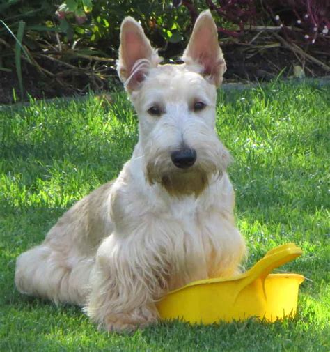 Scottish Terrier Dog Breed Information And Images K9 Research Lab