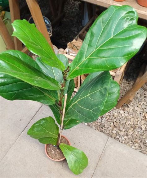 Ficus Houseplant Losing Leaves How To Save It Gardener Report