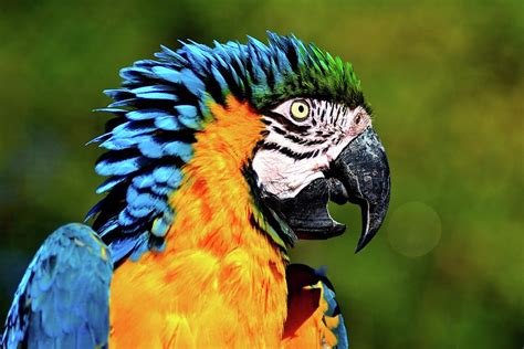 Share your experience with others! Blue And Gold Macaw Photograph by Hermenau