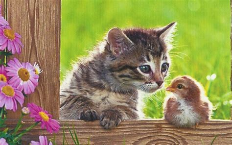 A Kitten With A Baby Bird Hd Desktop Wallpaper Widescreen High