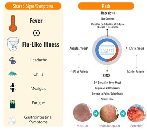 Emerging Tick Borne Illnesses Not Just Lyme Disease Part 1 Rebel Em