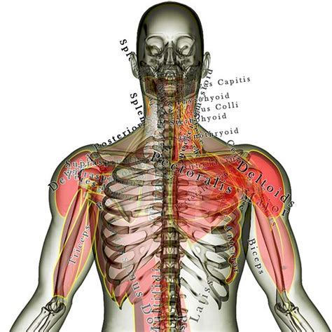 There are several muscles attached to the shoulder blade which include triceps, biceps, pectoralis minor, trapezius, deltoid, supraspinatus pain in the shoulder blade is often indicative of muscular strain or sprain. Rotator Cuff