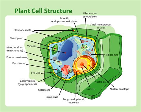 Fileplant Cell Structure Englishpng The Work Of Gods Children