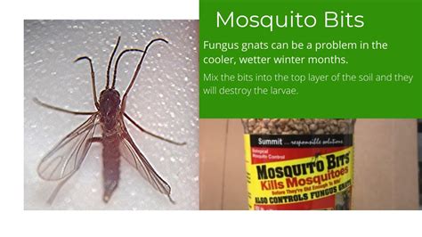 Fungus Gnats And How To Treat With Mosquito Bits Youtube