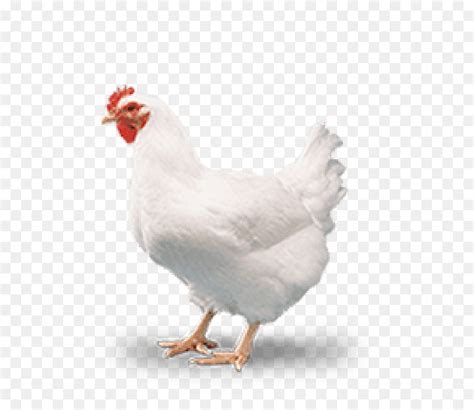 6,256 transparent png illustrations and cipart matching steak. Cornish Ayam, Ayam Pedaging, Unggas gambar png