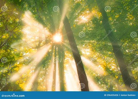 Sun Rays Through The Trees In The Forest Stock Photo Image Of