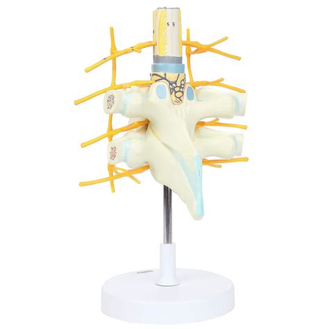 Anatomy Model Of Thoracic Vertebrae And Enlarged Spinal Cord X Life Size Vertebrae Shows