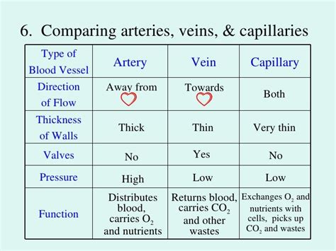 Differences Between Arteries And Veins