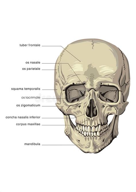 Human Skull Four Views Stock Illustration Illustration Of Skeleton