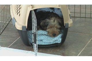 How to Get a Puppy to Stop Whining in a Crate | Cuteness ...
