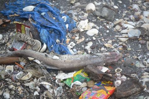 Plastic Problems Pollution In The Philippines — Gaia