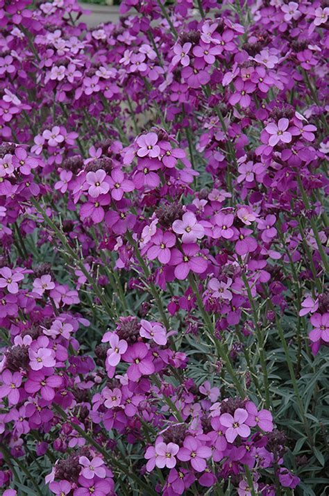 They produce flowers throughout the winter in states. Bowles Mauve Wallflower (Erysimum 'Bowles Mauve') in ...