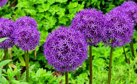 Maybe you would like to learn more about one of these? Plants That Repel Mosquitoes
