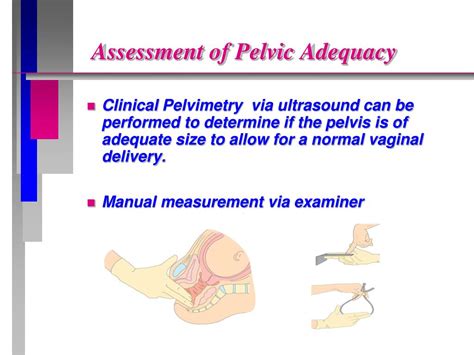 Ppt The Pregnancy Experience Powerpoint Presentation Free Download