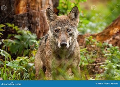 A Horizontal Portrait Of Gray Wolf In His Natural Habitat In Summertime