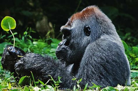 5 Days Rwanda Gorilla Trekking Dian Fossey And Golden Monkeys Light On