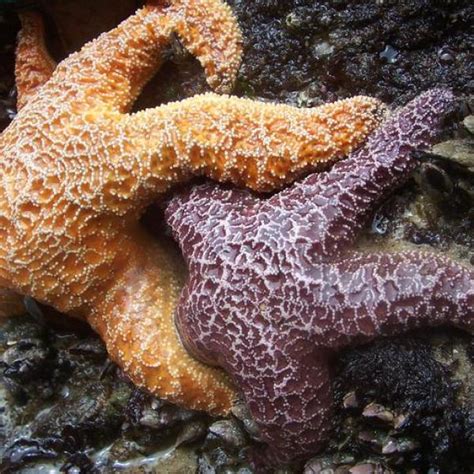 Starfish Reproduction