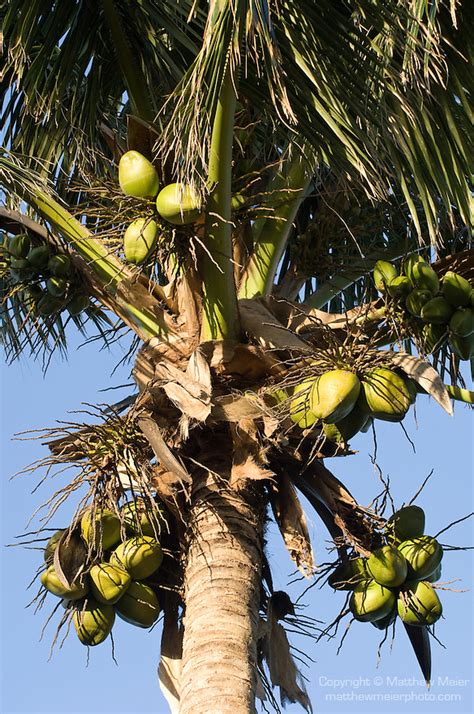 Coconut Palm Tree Fiji Photo 016320 Matthew Meier Photography