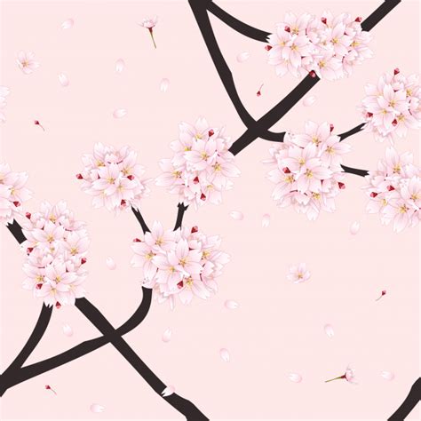 Sakura cherry blossom flower on light pink background ...