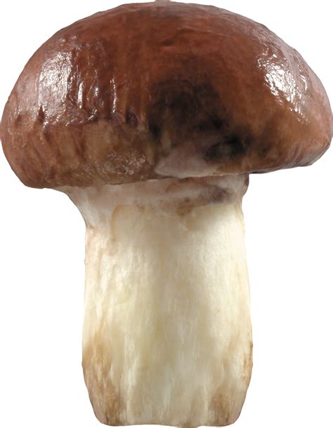 Big Mushroom Png Image Purepng Free Transparent Cc0 Png Image Library