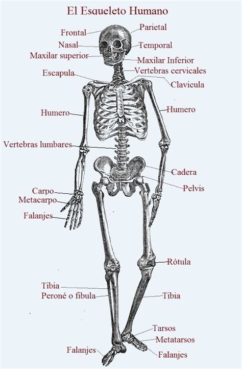 Esqueleto Del Cuerpo Humano Con Los Nombres De Los Huesos Imagui